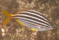 Atypichthys strigatus