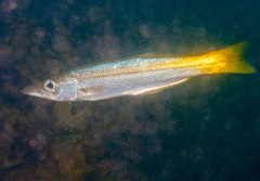 Dinolestes lewini
