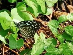 Ideopsis vulgaris