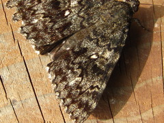 Catocala actaea