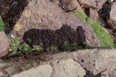 Gelidium pristoides