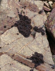 Gelidium pristoides