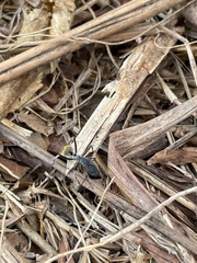 Camponotus auriventris