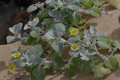 Arctotheca populifolia