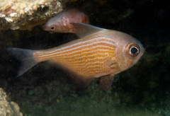 Pempheris multiradiata