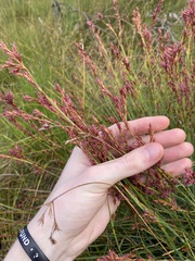 Eurychorda complanata