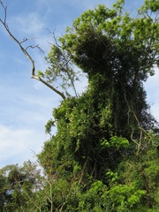 Ancylobothrys petersiana