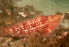 Notolabrus gymnogenis