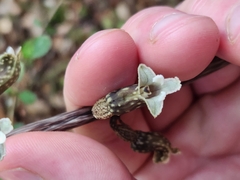 Gastrodia cunninghamii