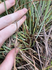 Eurychorda complanata