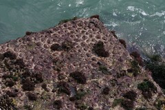 Scutellastra cochlear