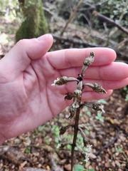 Gastrodia cunninghamii