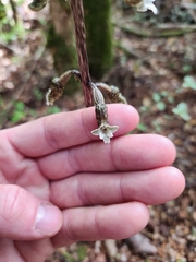 Gastrodia cunninghamii