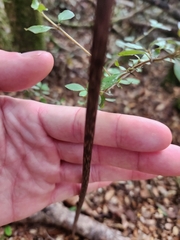 Gastrodia cunninghamii