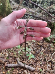 Gastrodia cunninghamii
