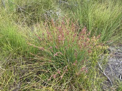 Eurychorda complanata