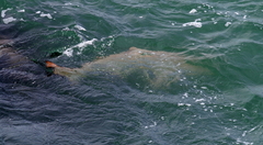 Carcharias taurus