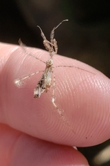 Stenolemus fraterculus