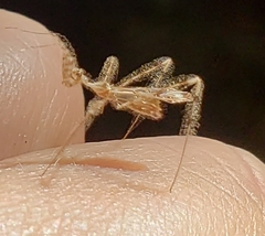 Stenolemus fraterculus