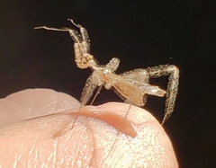 Stenolemus fraterculus