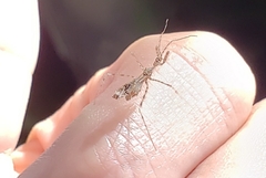 Stenolemus fraterculus