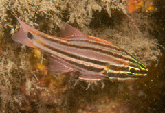 Ostorhinchus limenus