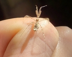 Stenolemus fraterculus