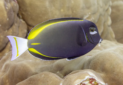 Acanthurus nigricans
