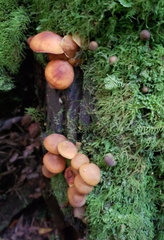 Heimiomyces velutipes