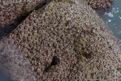 Scutellastra cochlear