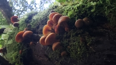 Heimiomyces velutipes