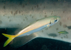 Trachurus novaezelandiae