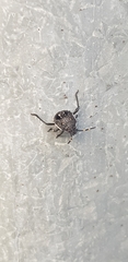 Oncocoris apicalis