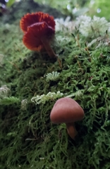 Heimiomyces velutipes
