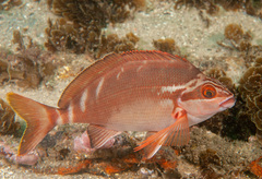 Morwong fuscus