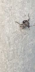 Oncocoris apicalis
