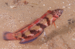 Eupetrichthys angustipes