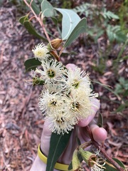 Eucalyptus planchoniana