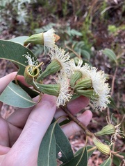 Eucalyptus planchoniana