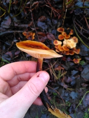 Flammulina velutipes
