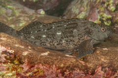 Aplodactylus lophodon