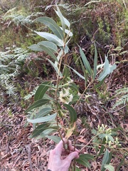 Eucalyptus planchoniana
