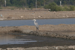 Ardea cinerea jouyi