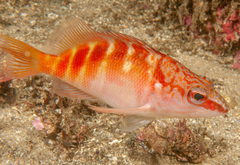 Hypoplectrodes maccullochi