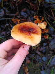 Flammulina velutipes