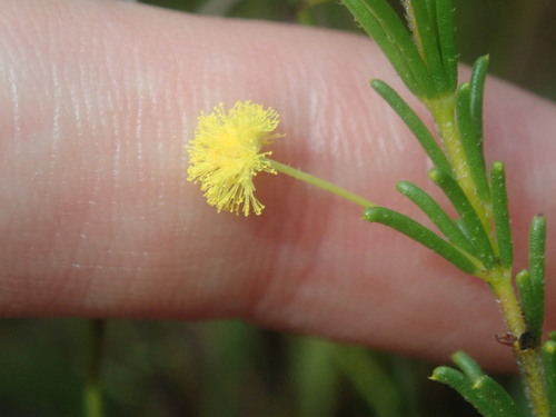 Image of Acacia baueri by (c) Thomas Mesaglio, some rights reserved (CC BY)