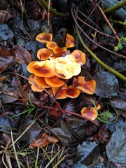 Flammulina velutipes