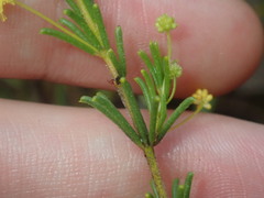 Acacia baueri