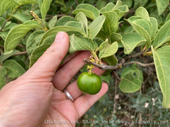 Vangueria