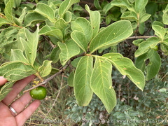Vangueria